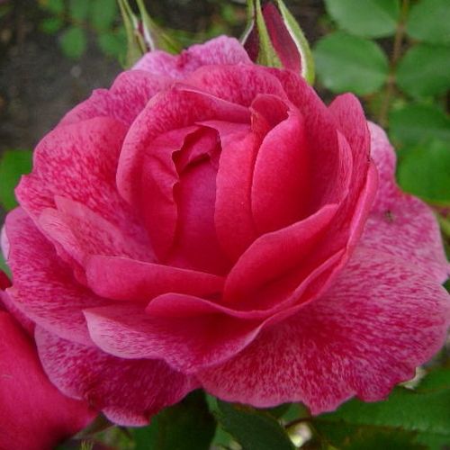 Vendita, rose rose floribunde - rosa - Rosa Morden Ruby™ - rosa dal profumo discreto - Henry H. Marshall - ,-